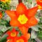 virág 6; Tulipa Fosterianan Juan