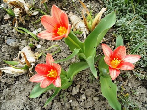 virág 6; Tulipán