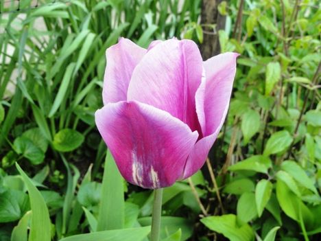 virág 6, tulipán