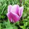 virág 6, tulipán