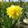 Virag_7__narcissus_double_1300492_1495_t