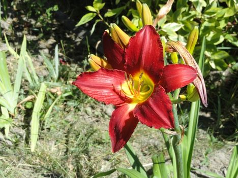 virág 7; Hemerocallis , Sásliliom