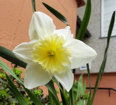 virág 7; Narcissus