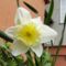virág 7; Narcissus