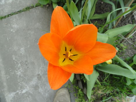 virág 7, Tulipa Orange