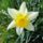 Virag_8_narcissus_1300463_9448_t