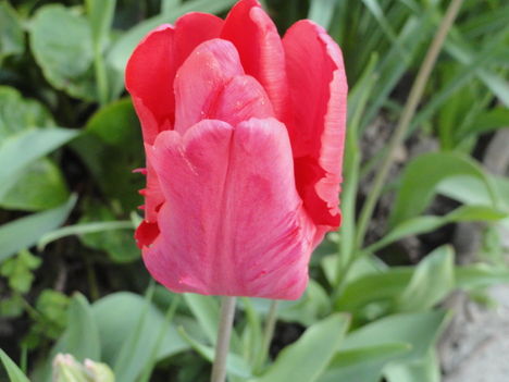 virág 8,, Tulipán