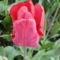 virág 8,, Tulipán