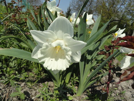 virág 9, ; Narcissus Mount Hood