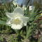 virág 9, ; Narcissus Mount Hood