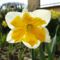 virág 9; Narcissus  Split Corona Orangery