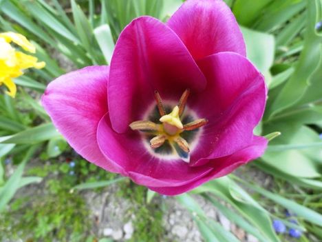 virág 9, Tulipa single early Purple Prince