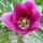 Virag_9_tulipa_single_early_purple_prince_1300479_9737_t