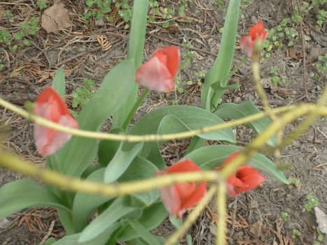 botanikai tulipán 2