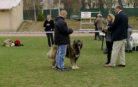 Karakán klub kiállítás 2012 márc. 31 nyílt osztály K3.