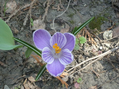 krocus2