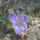 Krocus2_1411212_5469_t