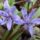 Ligeti_csillagvirag_scilla_vindobonensis_1411470_9939_t