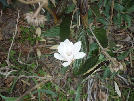 magnólia ( stellata )