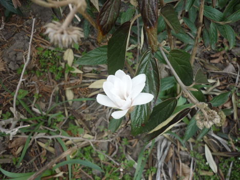 magnólia ( stellata )