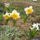 Narcisz_1411546_6543_t