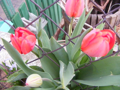 Piros tulipán