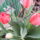 Piros_tulipan_1411114_5859_t