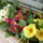 Primula__balkonon__1411241_9173_t