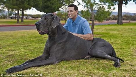 A világ legnagyobb kutyája!!!! :)