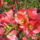Aprilisi_viragok_12_1412332_7378_t