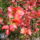 Aprilisi_viragok_13_1412333_1621_t