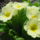 Aprilisi_viragok_15_1412335_1515_t