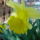 Aprilisi_viragok_4_1412324_1709_t