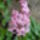 Aprilisi_viragok_6_1412326_4378_t