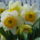 Aprilisi_viragok_7_1412327_4541_t