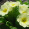 Primula