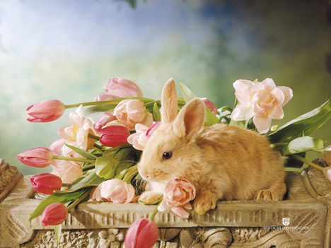 simple-easter-pink-flowers