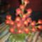 harisnya,virág és hangulatlámpa?:-)lighting stocking flower bunches 2
