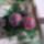 Husvet_15_1413499_1671_t