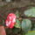 Kamelia_001_1413135_4412_t