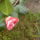 Kamelia_002_1413140_7708_t