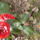 Kamelia_003_1413137_2124_t