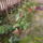 Kamelia_005_a_teteje_ugyan_elfagyott_de_nyilik_1413134_2136_t