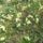 Kankalinok_a_domboldalon_1413845_1642_t