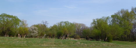 Bezenye, Botló-fűzfák a Rétárok csatorna és a belterület közötti területen, 2012. április 03.-án