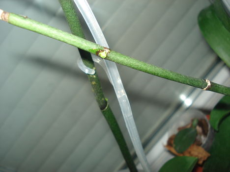 DSC00318
