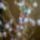 Husvetfa_2010_1414728_2938_t