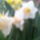 Narcisz_1_1414549_9046_t