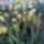 Narcisz_2_1414583_1113_t