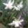 Narcisz_3_1414551_8867_t